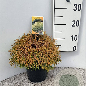 Thuja occ. 'Golden Tuffet' 25-30 cm 3,5L