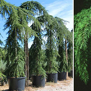 Cedrus deod. 'Pendula' 125-150 cm 30L solitair