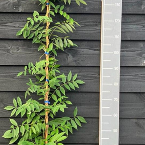 Wisteria flor. 'Domino' 150-175 cm vierkant rond 5,5L