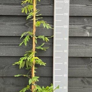 Wisteria flor. 'Violacea Plena' 150-175 cm vierkant rond 5,5L