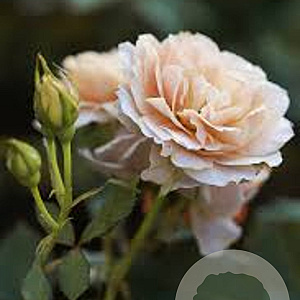 Rosa (H) Julia Renaissance 80-100 cm 5,5L