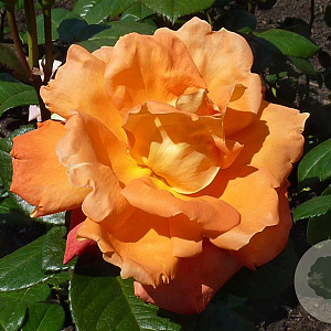 Rosa (T) Louis de Funès 150-175 cm vierkant rond 5,5L