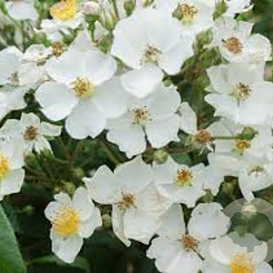 Rosa (K) 'Polstjärnan' 150-175 cm vierkant rond 5,5L