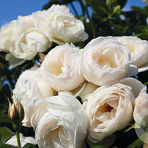 Rosa (K) Uetersener Klosterrose 150-175 cm vierkant rond 5,5L