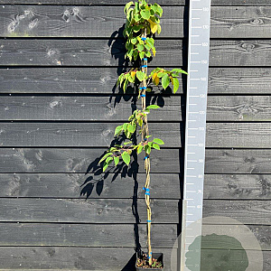 Actinidia a. 'Ken's Red' 150-175 cm vierkant rond 5,5L