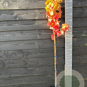 Vitis 'Black Alicante' 150-175 cm vierkant rond 5,5L