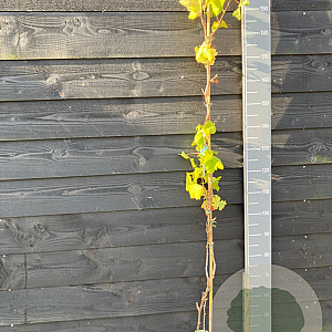 Vitis 'Dr. Smidtmans' 150-175 cm vierkant rond 5,5L