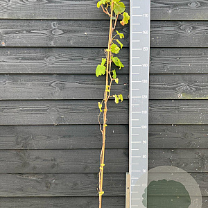 Vitis 'Golden Champion' 150-175 cm vierkant rond 5,5L