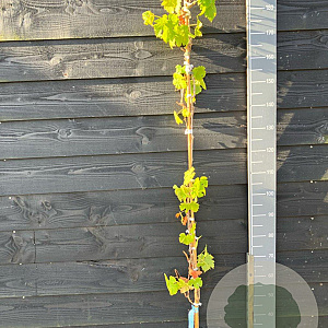 Vitis 'Müller-Thurgau' 150-175 cm vierkant rond 5,5L