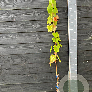 Vitis 'Muscaat of Alexandria' 150-175 cm vierkant rond 5,5L
