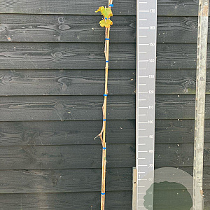 Vitis 'Nero' 150-175 cm vierkant rond 5,5L