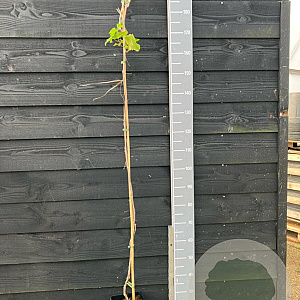 Vitis 'Palatina' 150-175 cm vierkant rond 5,5L