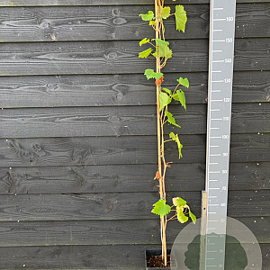 Vitis 'Phoenix' 150-175 cm vierkant rond 5,5L