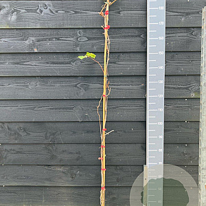 Vitis 'Siegerrebe' 150-175 cm vierkant rond 5,5L