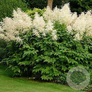 Aruncus 'Johannifest' GM P9