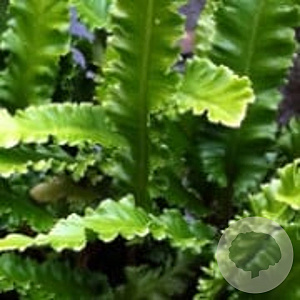 Asplenium scol. 'Angustatum' GM P9
