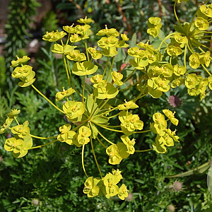 Euphorbia 'Blue Haze' GM P9