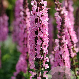 Salvia nem. 'Rose Queen' GM P9