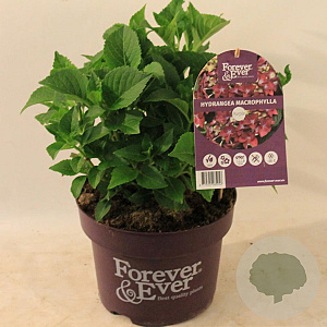 Hydrangea m. Forever & Ever Purple 30-40 cm 5,0L