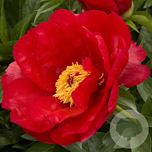 Paeonia (HH) 'Blaze' GM  P11