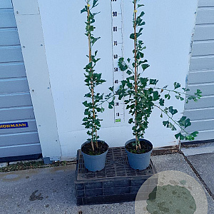 Ginkgo bil. 'Tit' 80-100 cm 4,0L