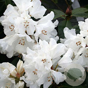 Rhododendron (Y) 'Helene' 90 cm stam 7,5L
