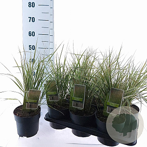 Calamagrostis acut. 'Overdam' 30-40 cm 2,0L