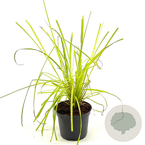 Carex elata 'Aurea' GM 2,0L