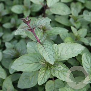 Mentha piperita 'Senior' GM P9