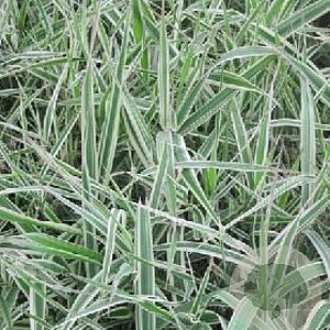 Phalaris arund. 'Dwarf Garters' GM P9