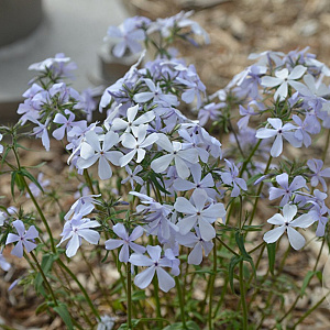 Phlox div. 'Dirigo Ice' GM P9