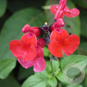 Salvia micr. 'Royal Velvet' GM 2,0L