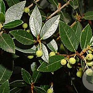 Phillyrea latifolia 30-40 cm 5,0L