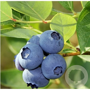 Vaccinium c. 'Jersey' 30-40 cm 3,5L