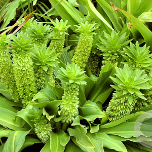 Eucomis autumnalis 25-30 cm 3,5L