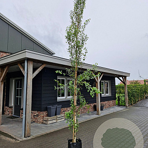 Betula p. 'Fastigiata' 10-12 cm 40L BEVEERD