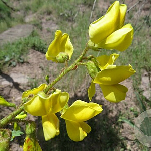 Calophaca grandiflora 90-100 cm container