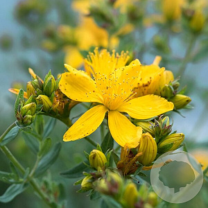 Hypericum densiflorum 'Buttercup' GM C1.3