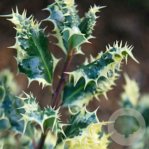 Ilex aq. 'Ferox Argentea' 50-60 cm 3,5L MPS-GAP MPS-A