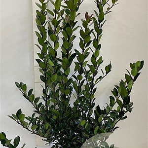 Ilex meserv. Heckenblau 80-100 cm met kluit