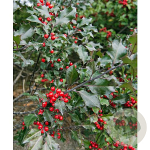 Ilex meserv. 'Mesid' 100 cm cont. 130L bol