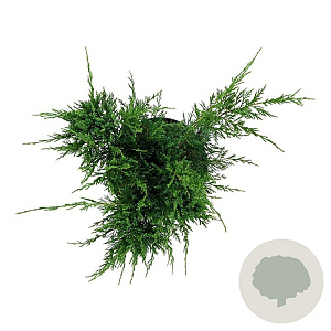 Juniperus pf. 'Mint Julep' 30-40 cm 6,5L