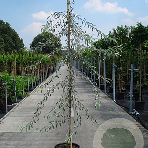 Pyrus salicifolia 'Pendula' 250 cm 18L beveerd 