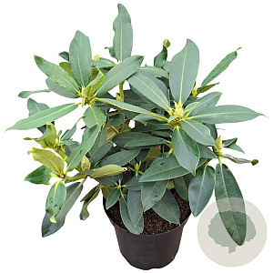 Rhododendron Walküre 30-40 cm 5,0L struik