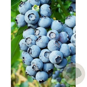Vaccinium c. 'Brigitta Blue' 30-40 cm 3,5L
