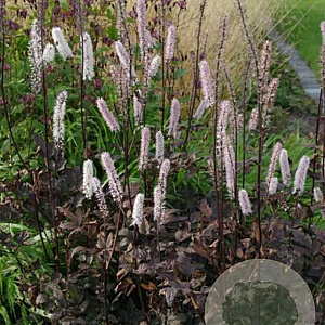 Actaea simplex 'Pink Spike' C1.5 wortelecht