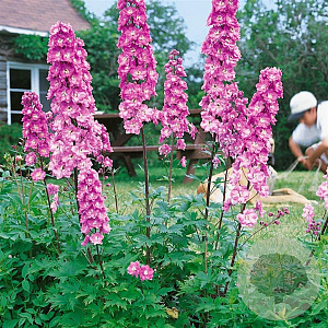Delphinium cultorum 'Pacific Giants Astolat' GM P9