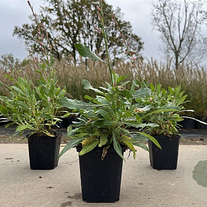 Gaura l. 'Snowstorm' GM P9