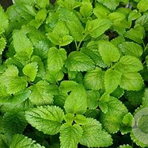 Melissa officinalis Lemon GM P9