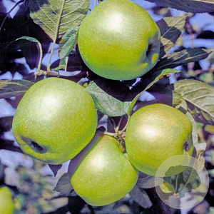 Malus domestica 'Lombarts Calville' 20-25 HO draadkluit